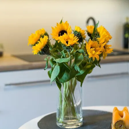 Sunflower * קרקוב